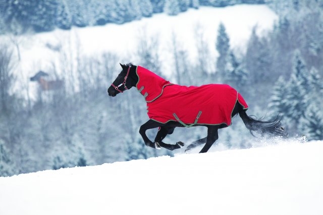 Paarden Dekens Paarden Dekens