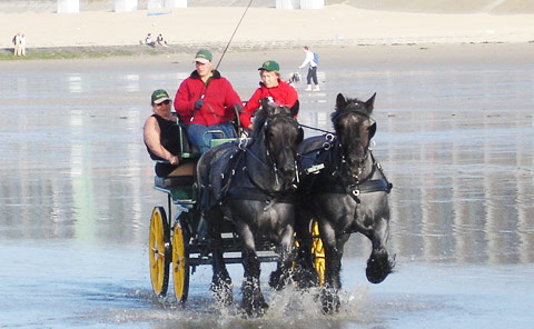 Ideal Trekpaarden belg tuig Ideal Trekpaarden belg tuig